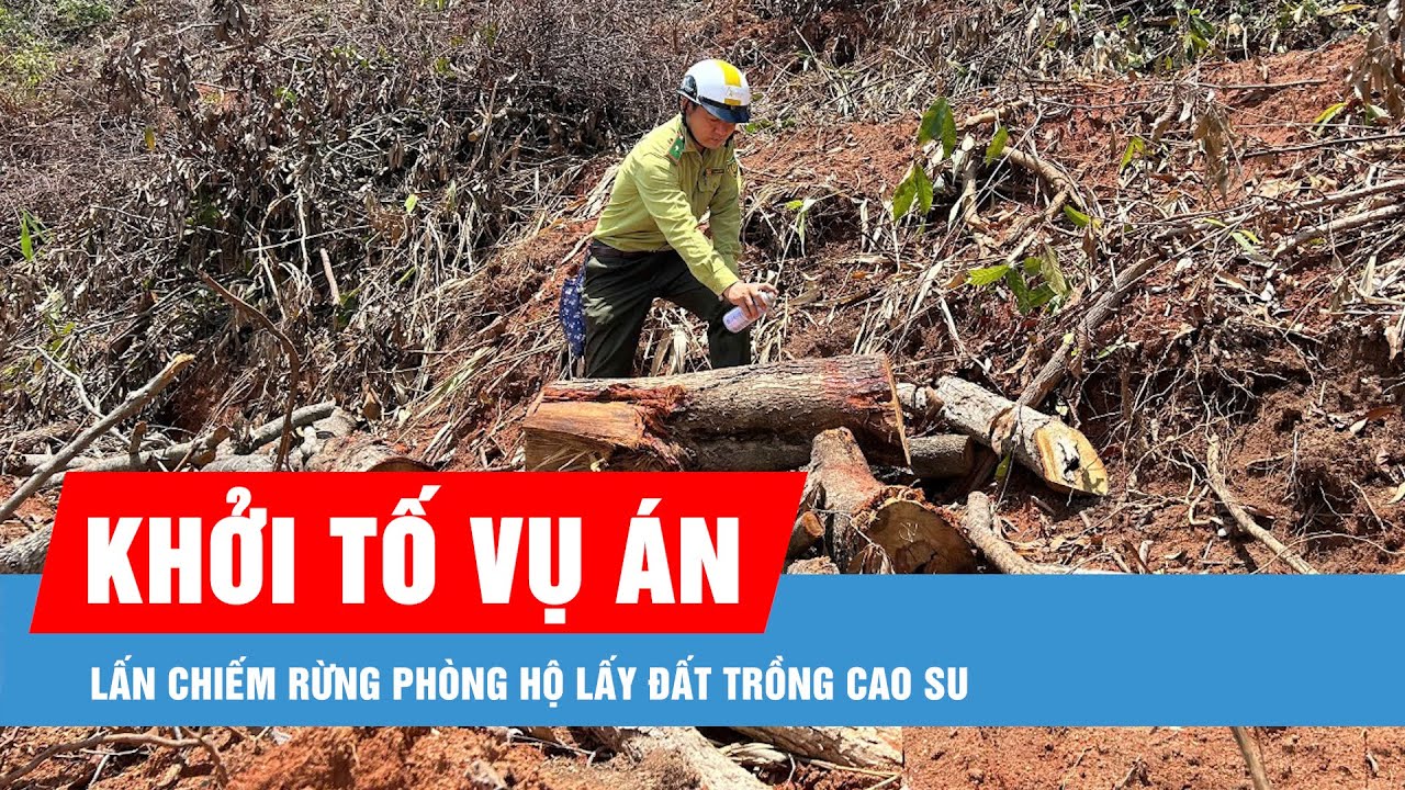 Khởi tố vụ án phá rừng để trồng cao su tại Kon Tum: Hành vi tàn phá môi trường cần lên án